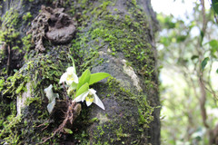 Conchidium braccatum